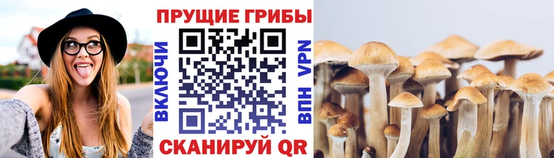 Галлюциногенные грибы Psilocybe  Льгов 